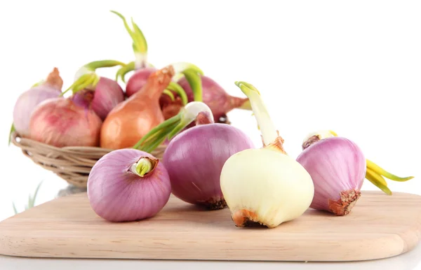 Zwiebelkeimen an Bord isoliert auf weiß — Stockfoto