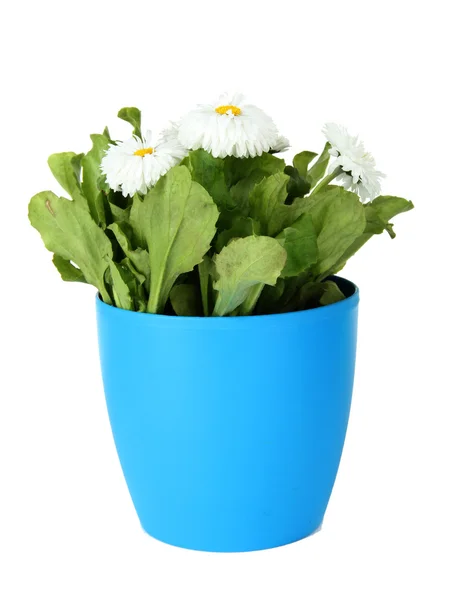 Stokrotka kwiat na białym tle — Zdjęcie stockowe