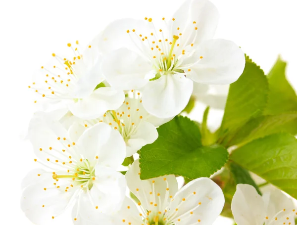 Bela flor de cereja isolada em branco — Fotografia de Stock