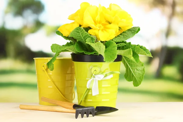 Beautiful yellow primula in flowerpot on wooden table on green background — Stock Photo, Image