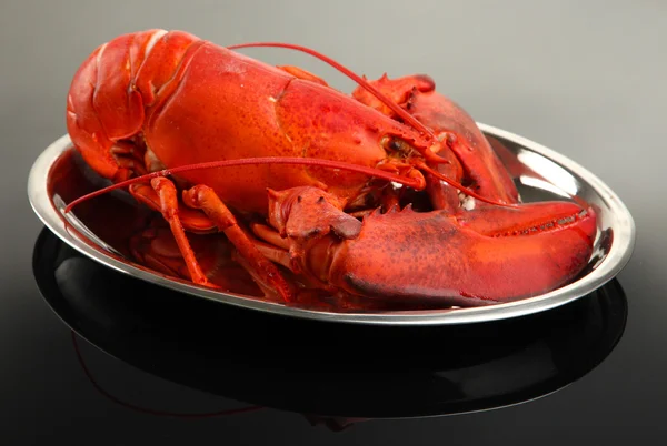 Red lobster on tray, on grey background — Stock Photo, Image