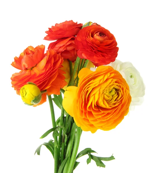 Ranunculus (persian buttercups), isolated on white — Stock Photo, Image