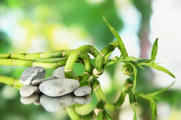Stillleben mit grünen Bambuspflanzen und Steinen, auf hellem Hintergrund — Stockfoto