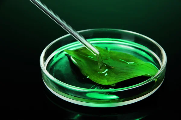 Pesquisa química em placa de Petri em fundo verde escuro — Fotografia de Stock