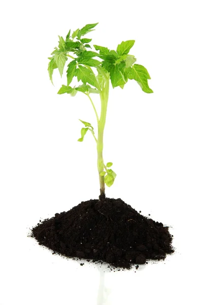 Jonge plant in grond geïsoleerd op wit — Stockfoto