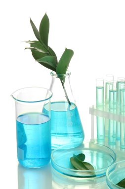 petri yemeklerinde üzerinde beyaz izole test tüpleri ve yaprak test