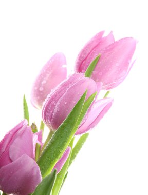Beautiful bouquet of purple tulips, isolated on white clipart