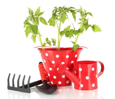 genç bitki üzerinde beyaz izole kova