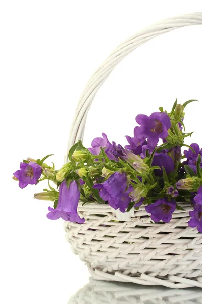 Blue bell flowers in basket isolated on white — Stock Photo, Image