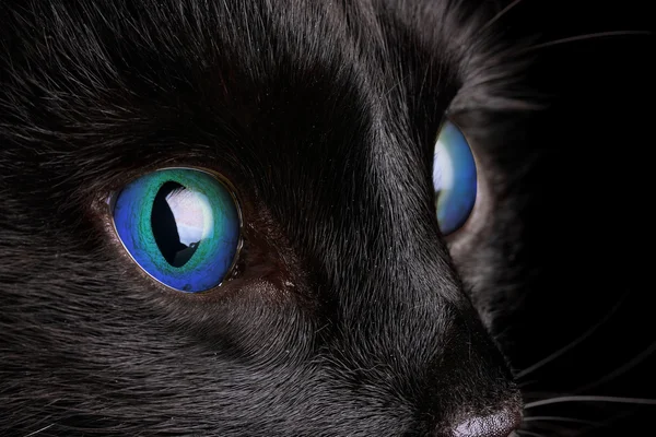 Czarny kot, szczegół — Zdjęcie stockowe