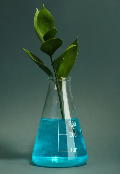 Zweig mit grünen Blättern im Reagenzglas auf grauem Hintergrund — Stockfoto