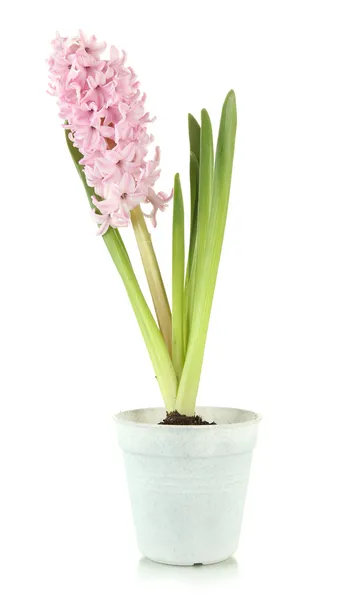 Mooie hyacint in bloempot, geïsoleerd op wit — Stockfoto