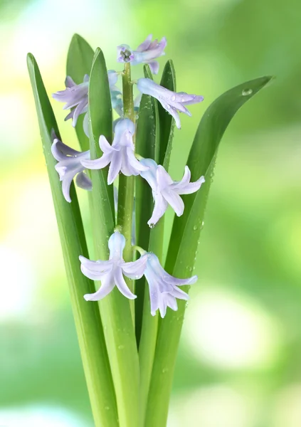 Beautiful hyacinth, on bright background — Stock Photo, Image