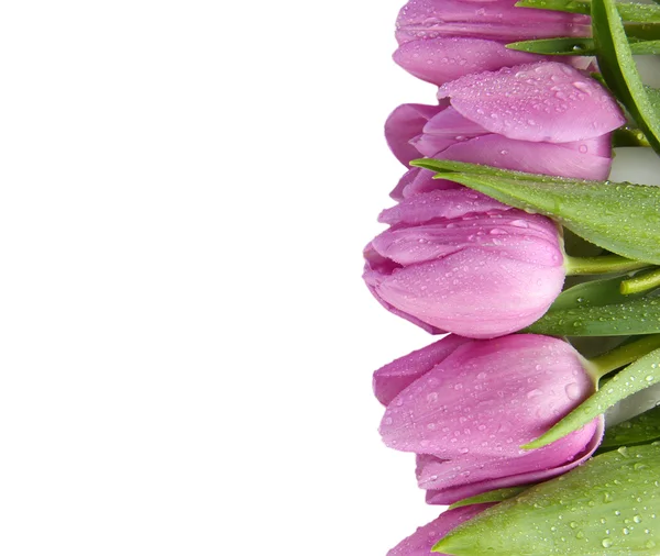 Mooi boeket van paarse tulpen, geïsoleerd op wit — Stockfoto