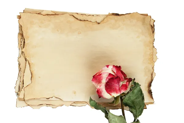 Vieux papier et rose isolés sur blanc — Photo