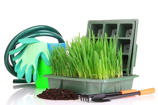 Seed box with seedling isolated on white — Stock Photo, Image