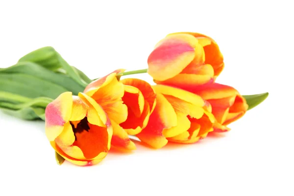 Hermosos tulipanes naranjas aislados en blanco —  Fotos de Stock