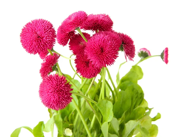 Gänseblümchen Blüten isoliert auf weiß — Stockfoto