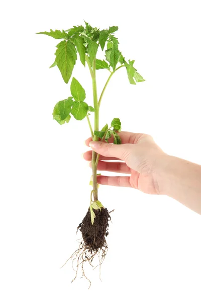 Planta joven en mano aislada sobre blanco —  Fotos de Stock