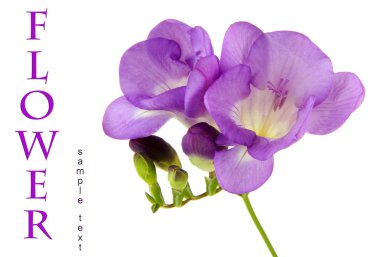 beyaz izole mor Frezya çiçeği