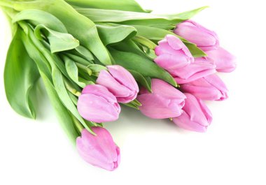 güzel beyaz izole mor Lale buketi