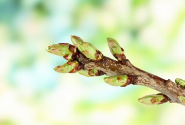 çiçek tomurcukları parlak zemin üzerine ağaç üzerinde