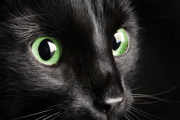 黑色背景上的黑猫 — 图库照片