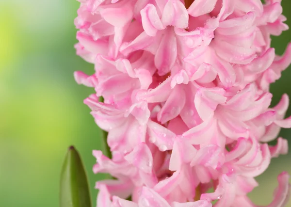 Schöne Hyazinthe, auf hellem Hintergrund — Stockfoto