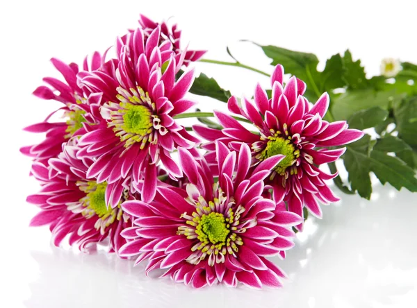 Boeket van prachtige chrysanten geïsoleerd op wit — Stockfoto