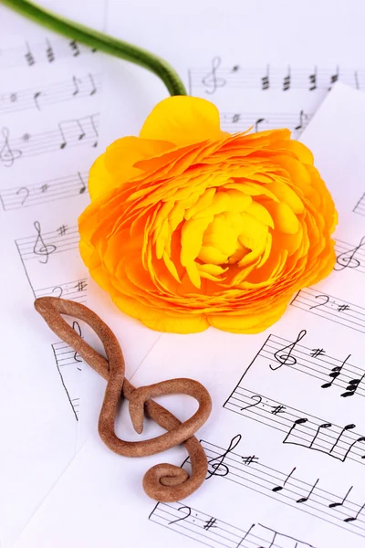 Clave de agudos y flor sobre fondo musical —  Fotos de Stock