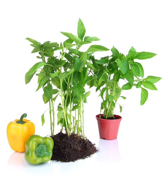 Pepper seedlings isolated on white — Stock Photo, Image