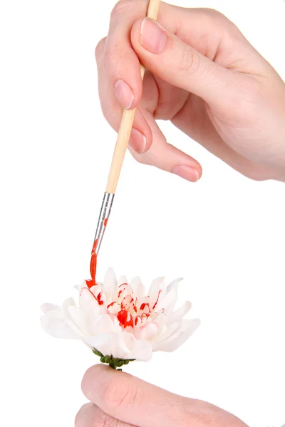 Mãos femininas segurando flor branca e pintá-lo com cores, isolado em branco — Fotografia de Stock