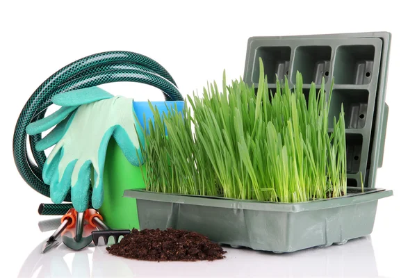 Seed box with seedling isolated on white — Stock Photo, Image