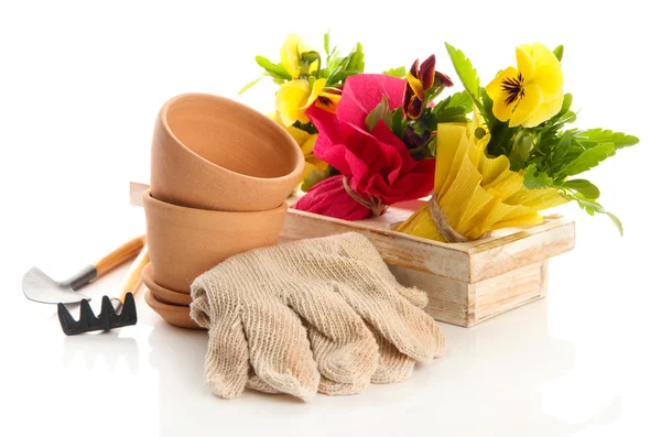 Hermosas flores de primavera en caja de madera y herramientas de jardinería aisladas en blanco — Foto de Stock