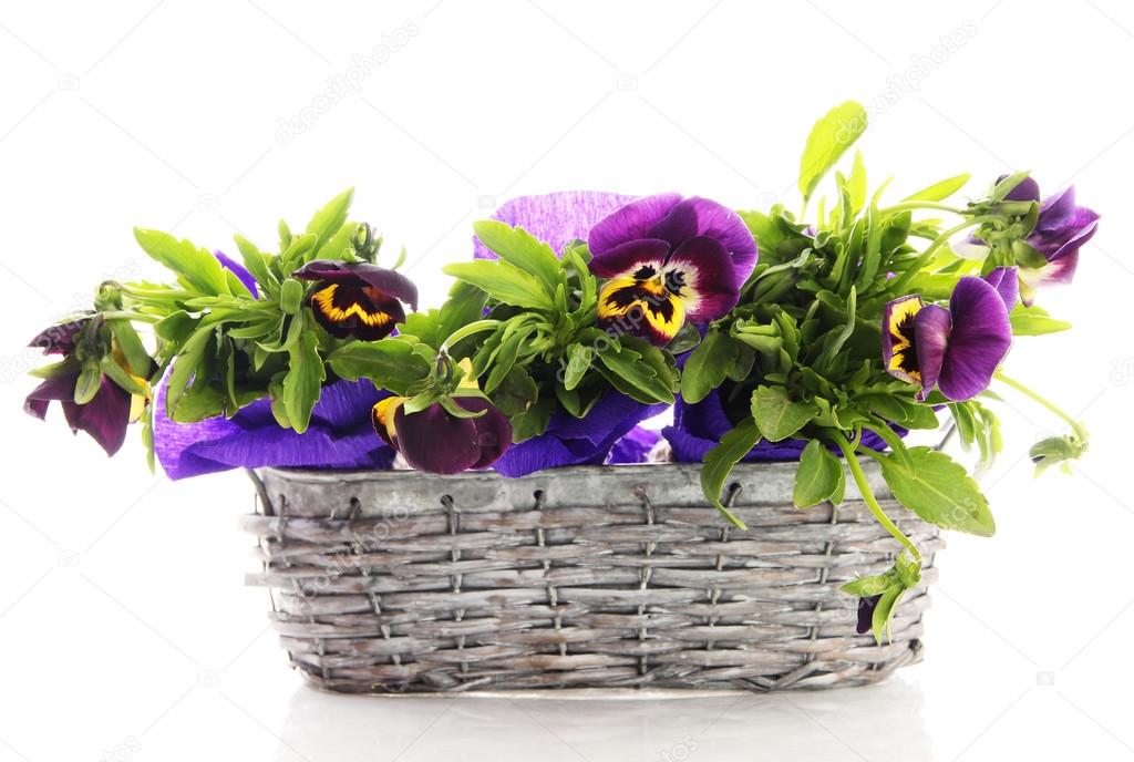 Beautiful pansies in basket isolated on white