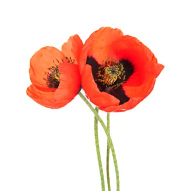 Haşhaş çiçekleri beyaz üzerine izole