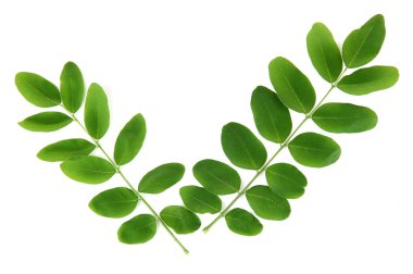 yeşil yapraklar beyaz üzerinde izole