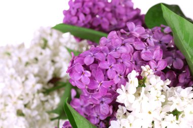 beyaz izole güzel Eflatun çiçekler