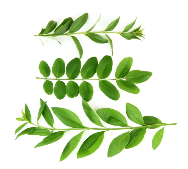 Zelené listy izolované na bílém — Stock fotografie