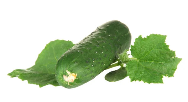 Pepinos verdes saborosos, isolados em branco — Fotografia de Stock