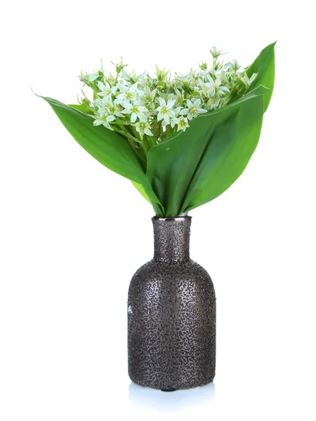 Schöne Bergnarzissen in farbiger Vase, isoliert auf weiß — Stockfoto