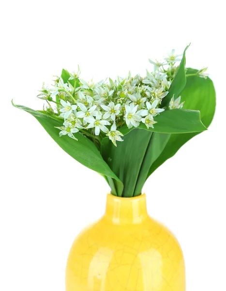 Beautiful mountain daffodils in color vase, isolated on white — Stock Photo, Image