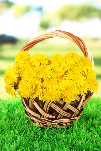 Pampeliška květin v proutěném koši na trávě na světlé pozadí — Stock fotografie