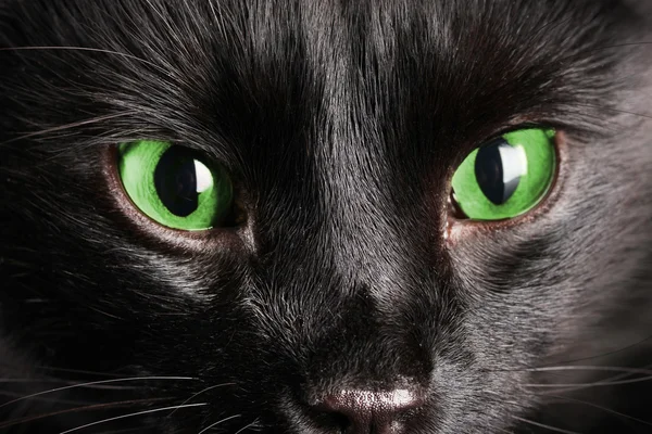 검은 고양이, 근접 — 스톡 사진