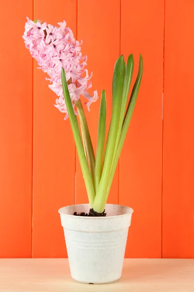 Schöne Hyazinthe im Blumentopf, auf Holzgrund — Stockfoto