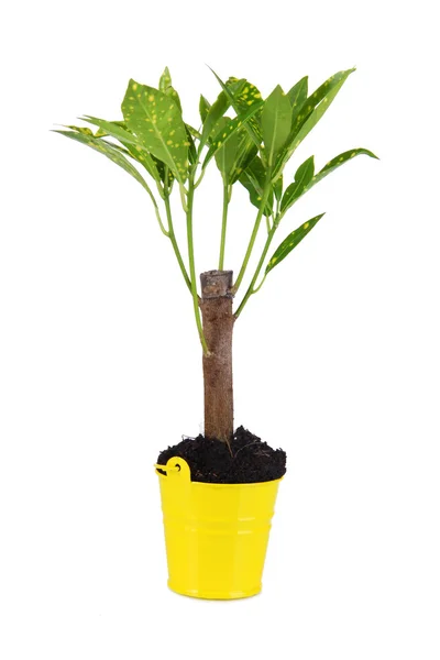 Pequeño árbol en cubo aislado en blanco — Foto de Stock