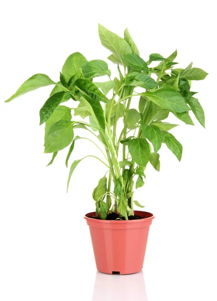 Pepper seedlings in flowerpot isolated on white — Stock Photo, Image