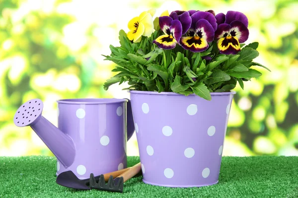 Beautiful pansies flowers on grass on bright background — Stock Photo, Image