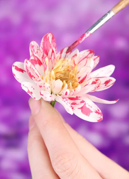 Ženské ruce bílý květ a malování s barvami, na světlé pozadí — Stock fotografie
