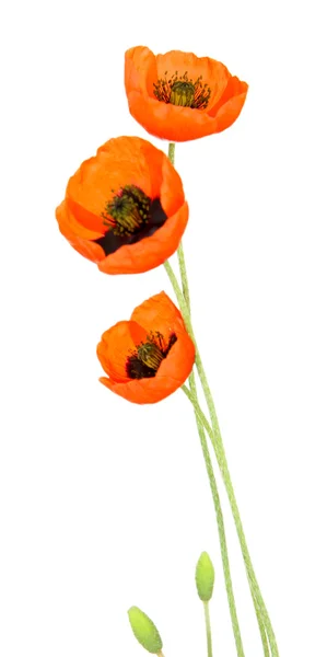Poppy flowers isolated on white — Stock Photo, Image